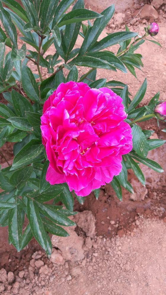 武定狮子山风景区