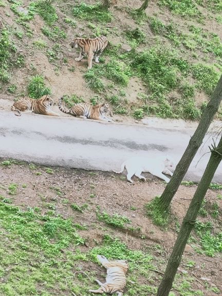 贵州森林野生动物园