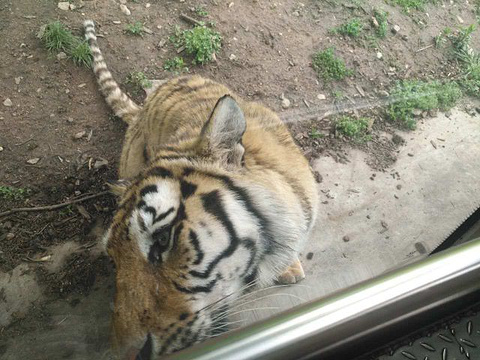 秦岭野生动物园旅游景点攻略图