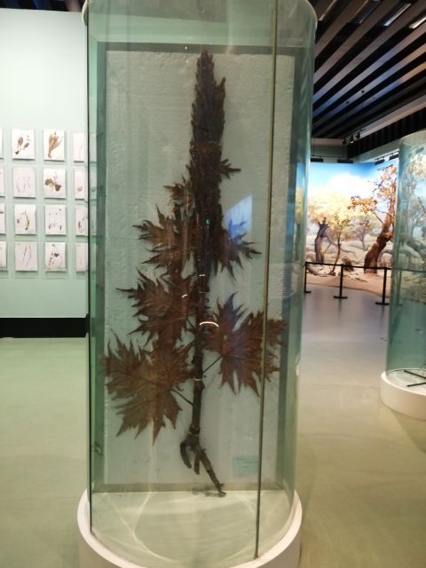 青藏高原自然博物馆