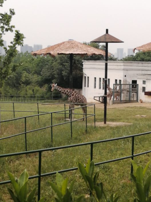 合肥野生动物园