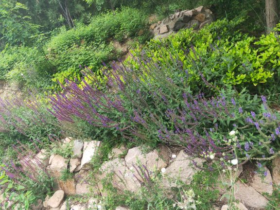 青岛浮山森林公园