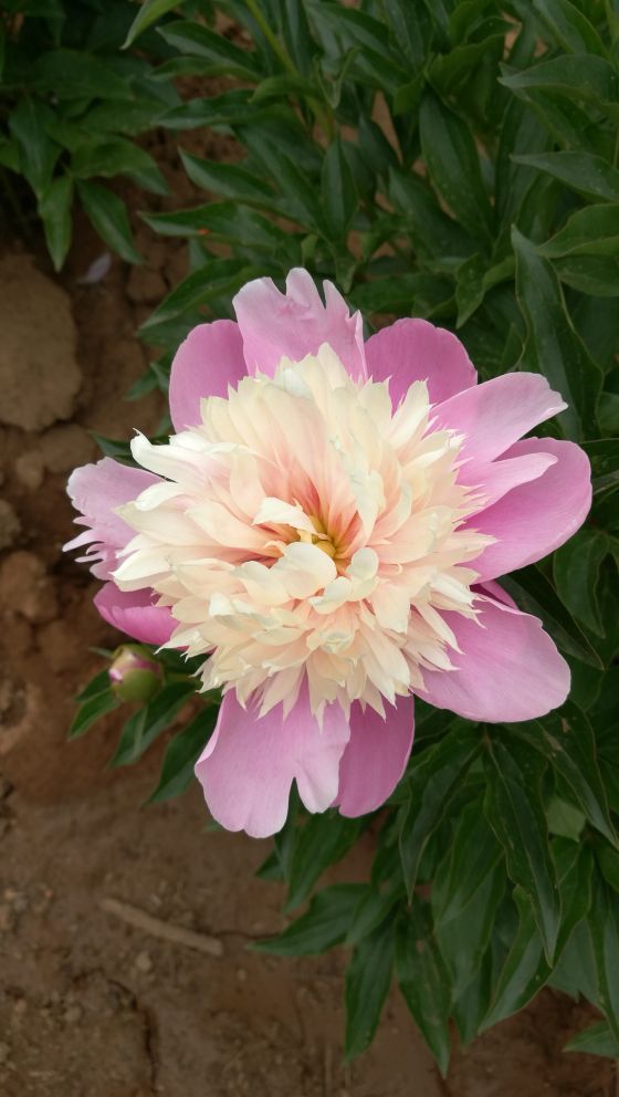 武定狮子山风景区