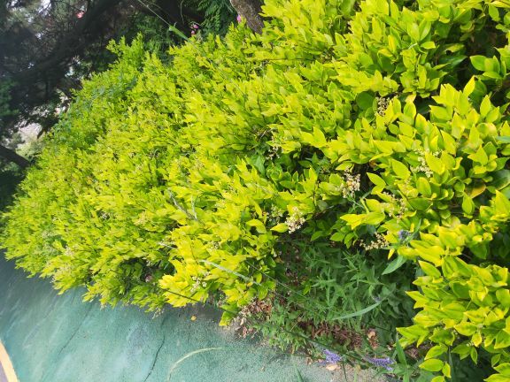 青岛浮山森林公园