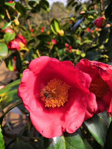 五脑山森林公园