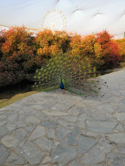 木兰花乡景区(木兰不夜城)