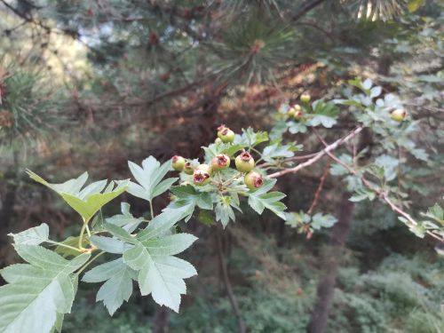 京东老泉山野公园