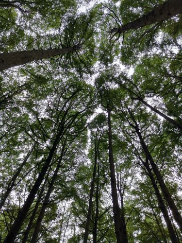 波尔登森林公园