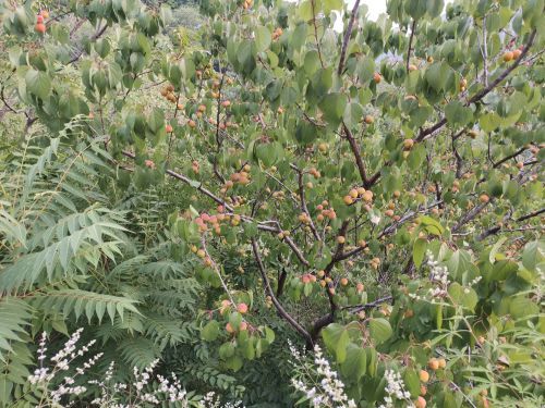 京东老泉山野公园