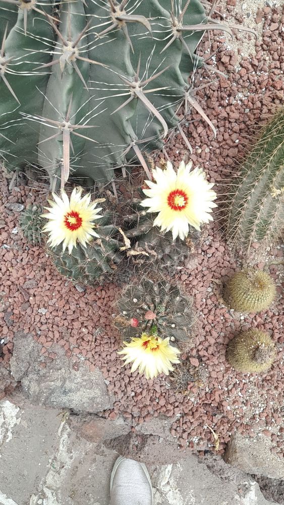 正佳雨林生态植物园