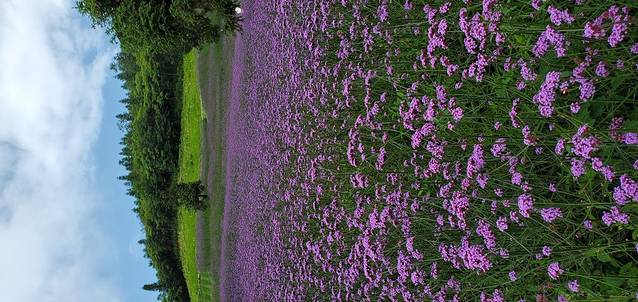 野三关森林花海