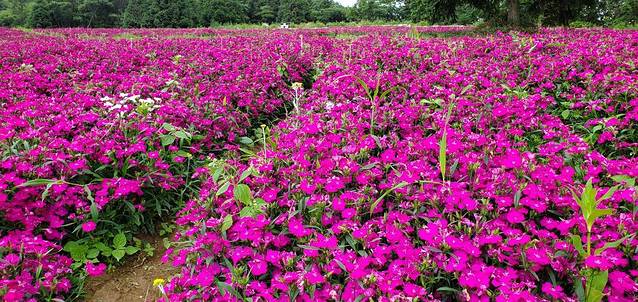 野三关森林花海