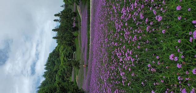 野三关森林花海