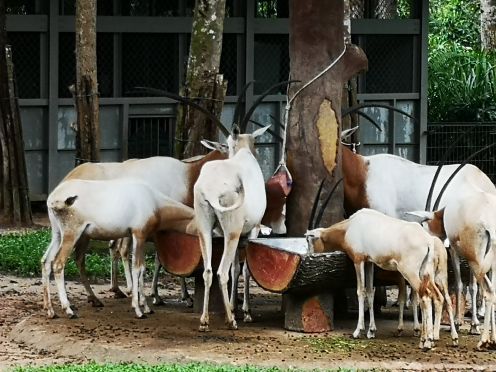 富国岛珍珠野生动物园