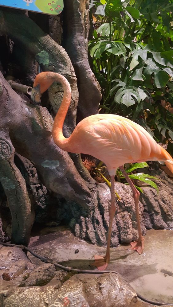 正佳雨林生态植物园