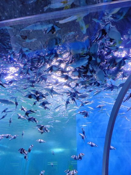 顺德南宏海洋公园