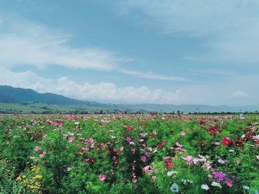 花海那拉提