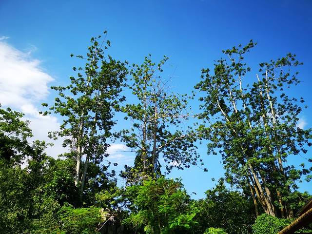 兴隆热带雨林观赏区