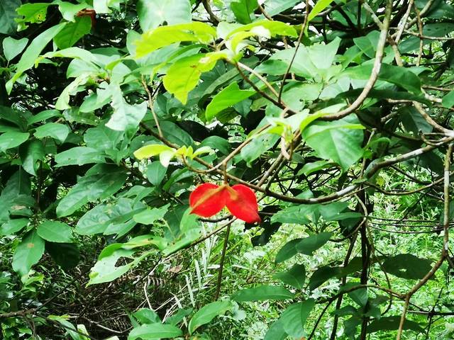 金秀圣堂湖景区