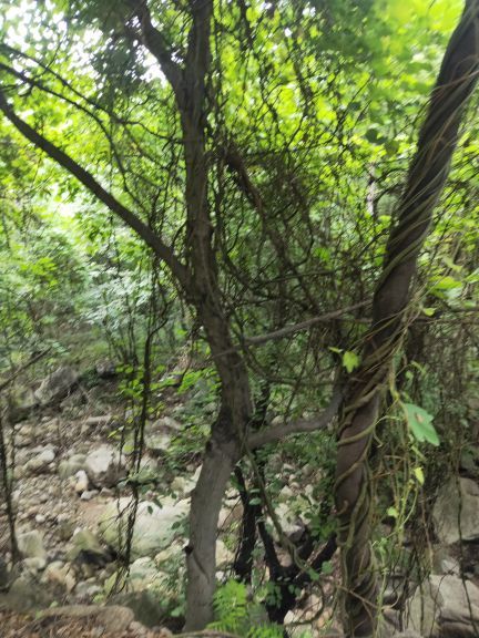 洛阳花果山景区