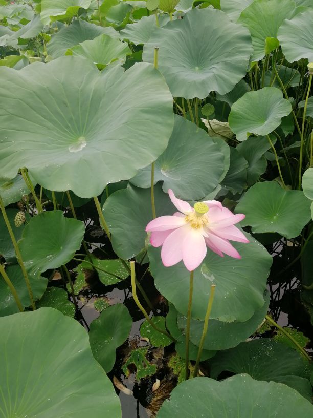 莲花湖国家城市湿地公园