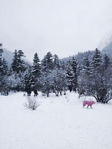 "很不错的美景，值得推荐，石导人漂亮也很热..._毕棚沟滑雪场"的评论图片