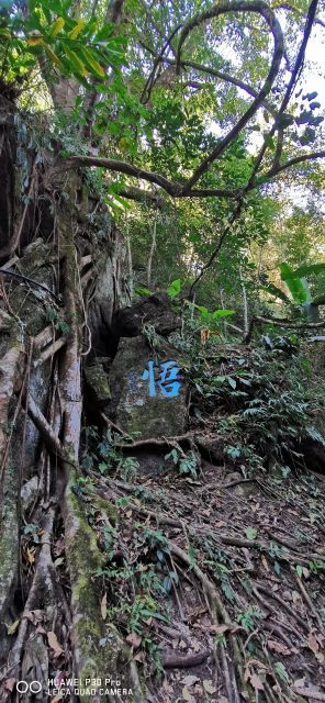 梅州爱丽丝庄园樱花谷