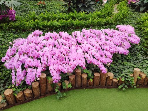 兰陵国家农业公园