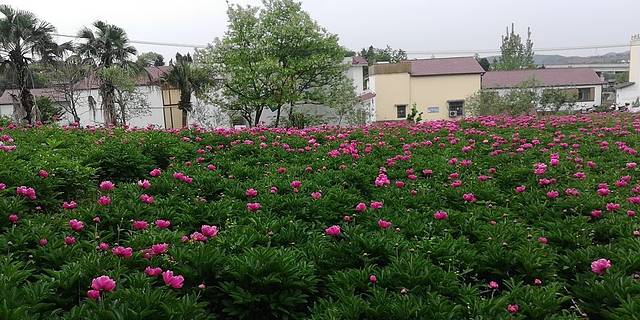 花田广兴芍药园