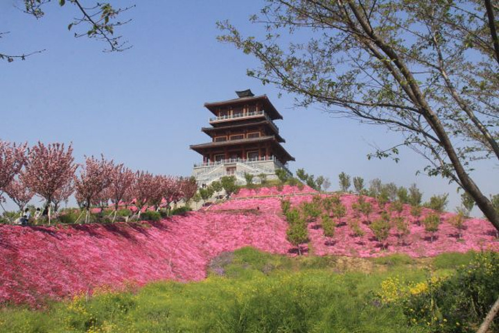 2022古柏渡丰乐樱花园游玩攻略,丰乐樱花园寻花长驱车驾探花途【去