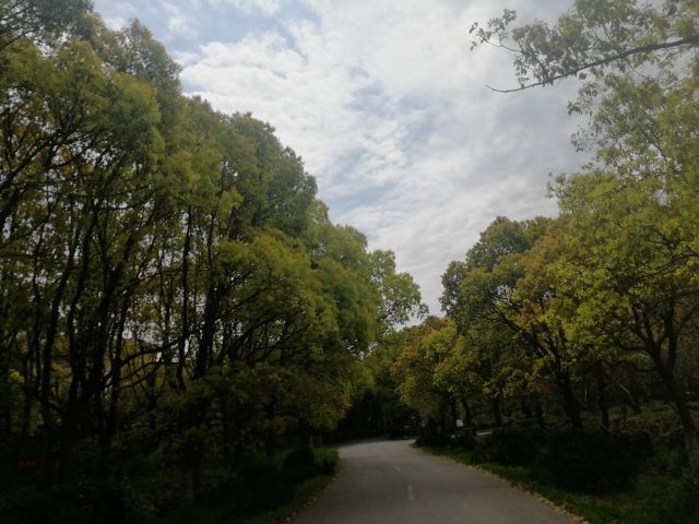 上海滨海森林公园