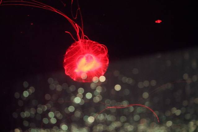 波塞冬海底世界