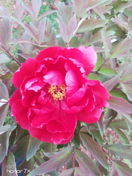 花田广兴芍药园