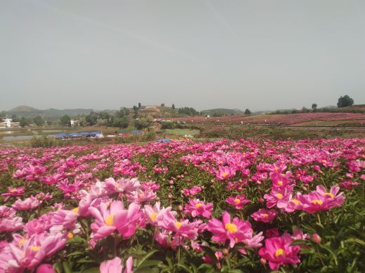花田广兴芍药园