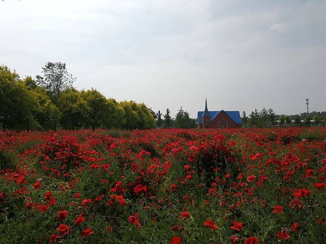 普兰斯薰衣草庄园