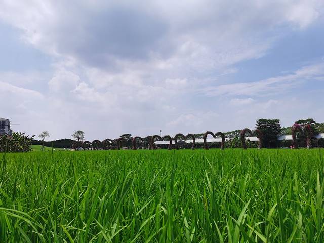 迪茵湖田家舍生态农场