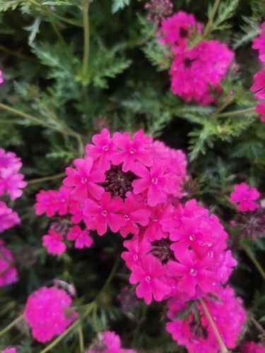 苏州中国花卉植物园