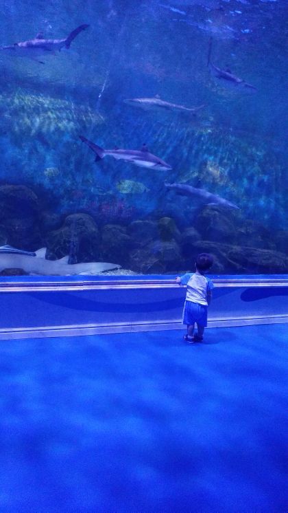 扬州极地海洋世界萌宠乐园