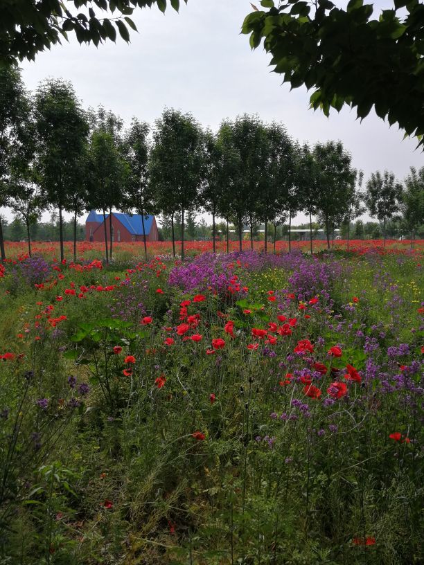 普兰斯薰衣草庄园