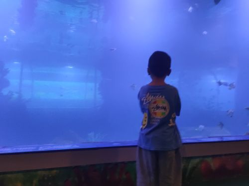 怪兽充电(金图海洋公园)