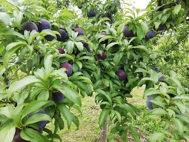 西溪磐石大峡谷