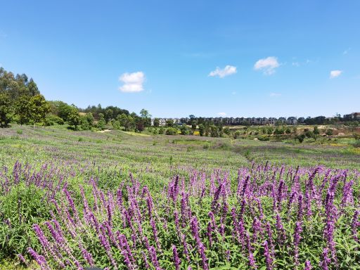 金麟湾爱情小镇