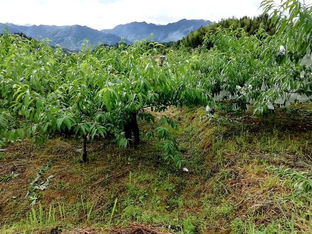 西溪磐石大峡谷