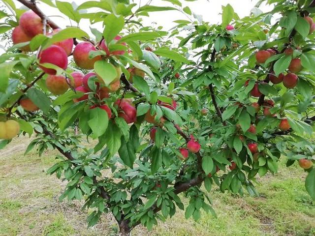 西溪磐石大峡谷