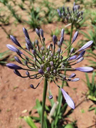 金麟湾爱情小镇