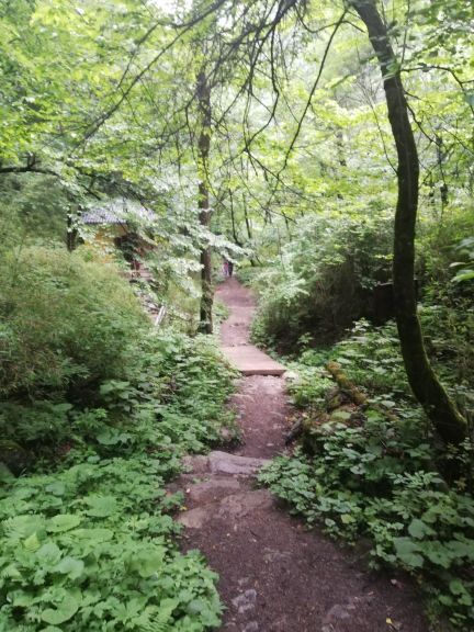 青峰峡森林公园