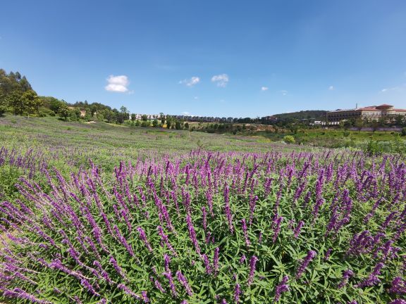 金麟湾爱情小镇