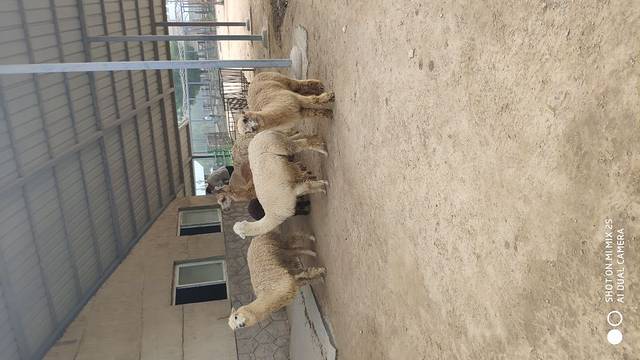 黄河三角洲动物园