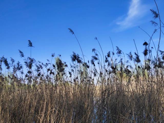 白云湖国家湿地公园