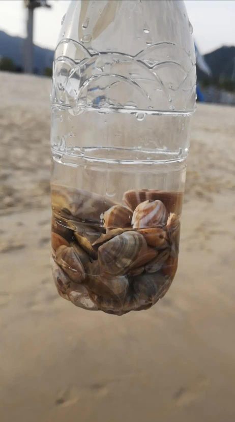 巽寮湾帆船出海